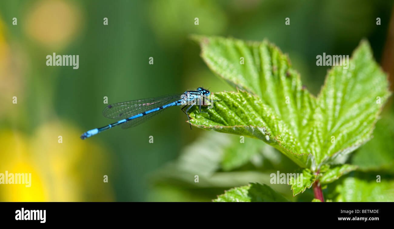 Damselfly nello Yorkshire, Regno Unito Foto Stock