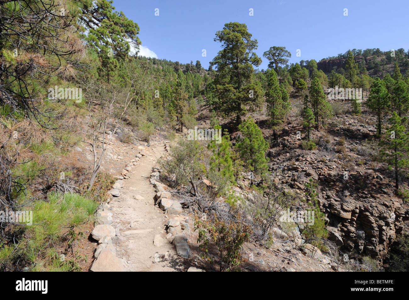 Percorso sconnesso in El Parco Nazionale del Teide, Isola Canarie Tenerife, Spagna Foto Stock