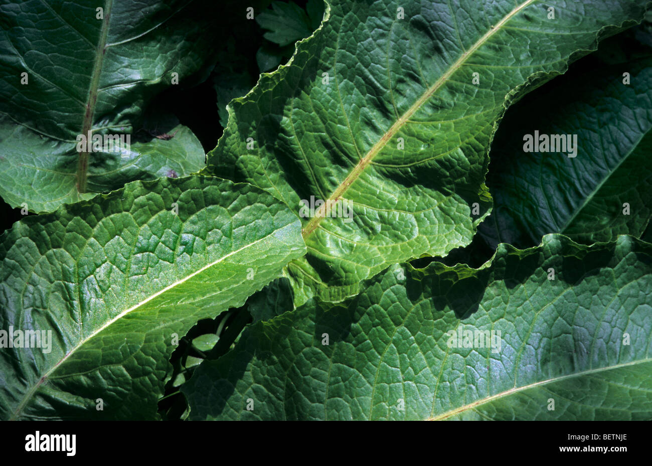 Di latifoglie / dock dock di latifoglie (Rumex obtusifolius), Europa Foto Stock