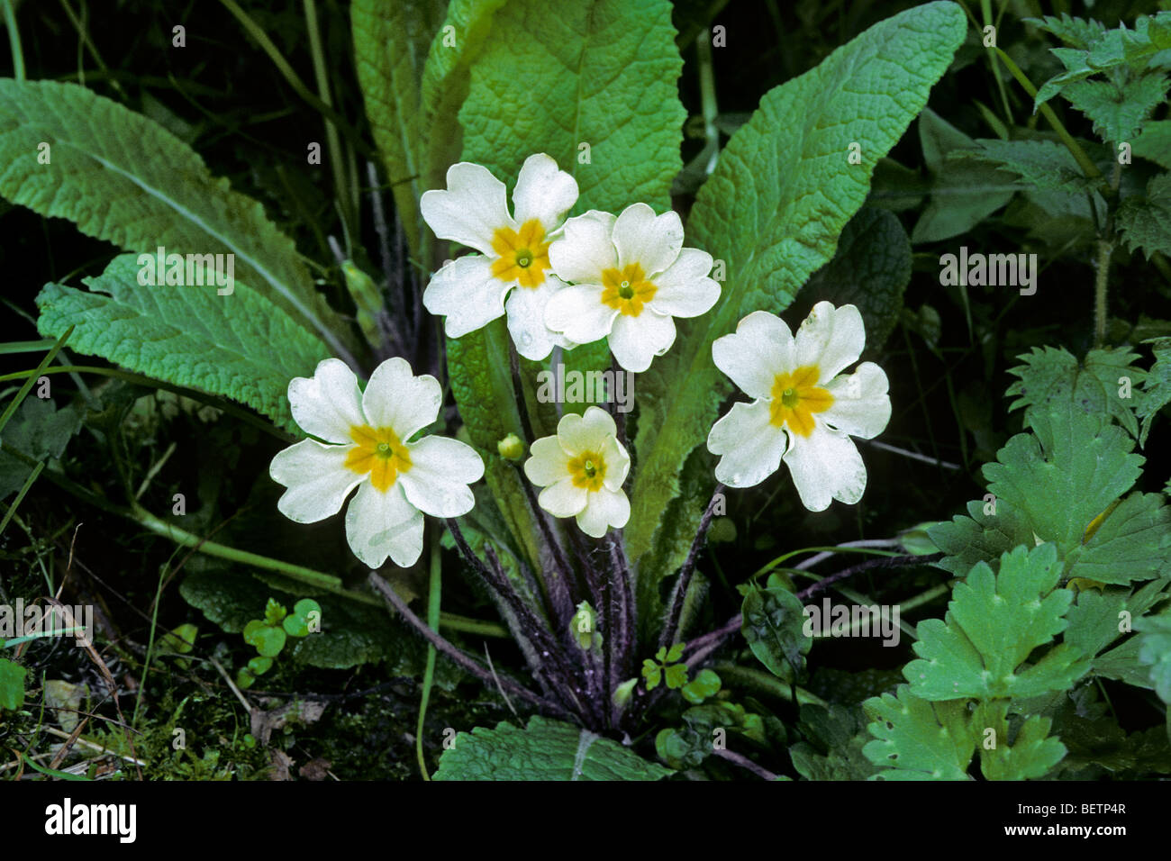 Primula inglese / Wild primule / comune primula (Primula vulgaris / Primula acaulis) in fiore Foto Stock