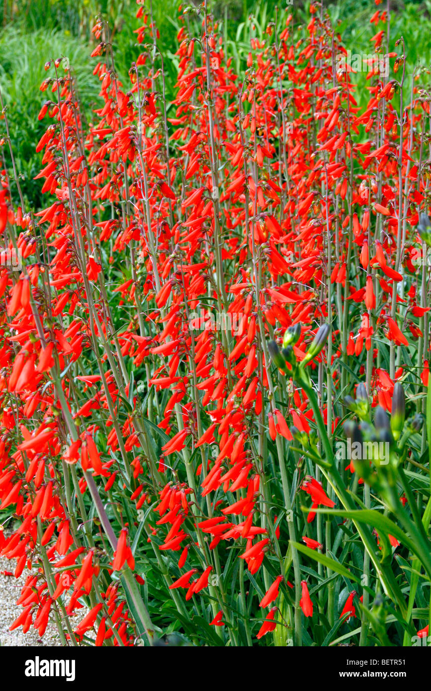 Penstemon barbatus Foto Stock