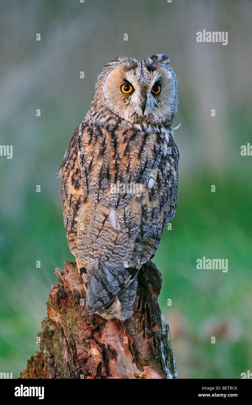 Gufo comune / lunghe orecchie il gufo comune (Asio otus) appollaiato sul ceppo di albero della foresta a bordo del guardando indietro, England, Regno Unito Foto Stock