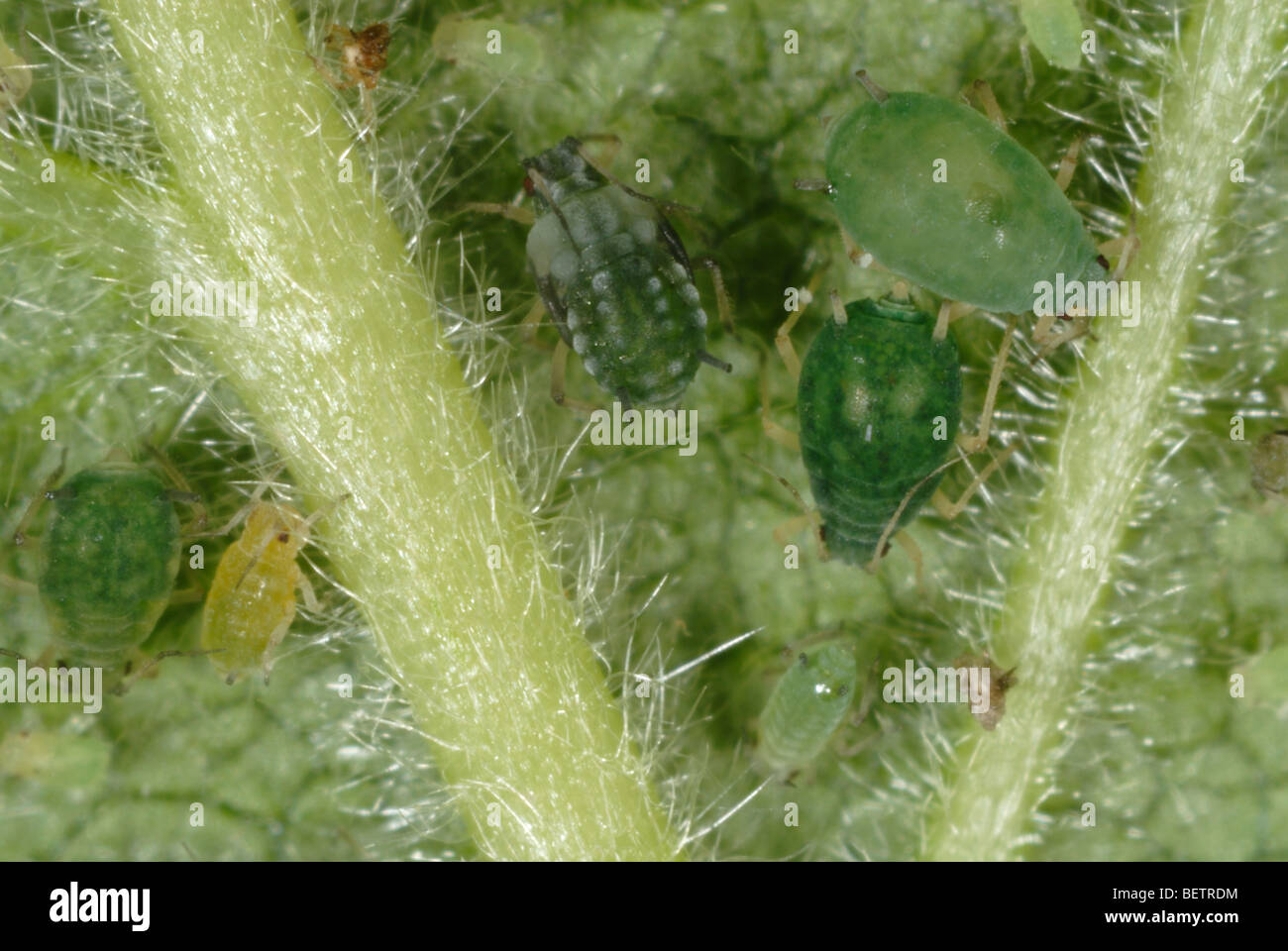 Afide del cotone (Aphis gossypii) femmine adulte e immatures su una foglia di blackberry Foto Stock