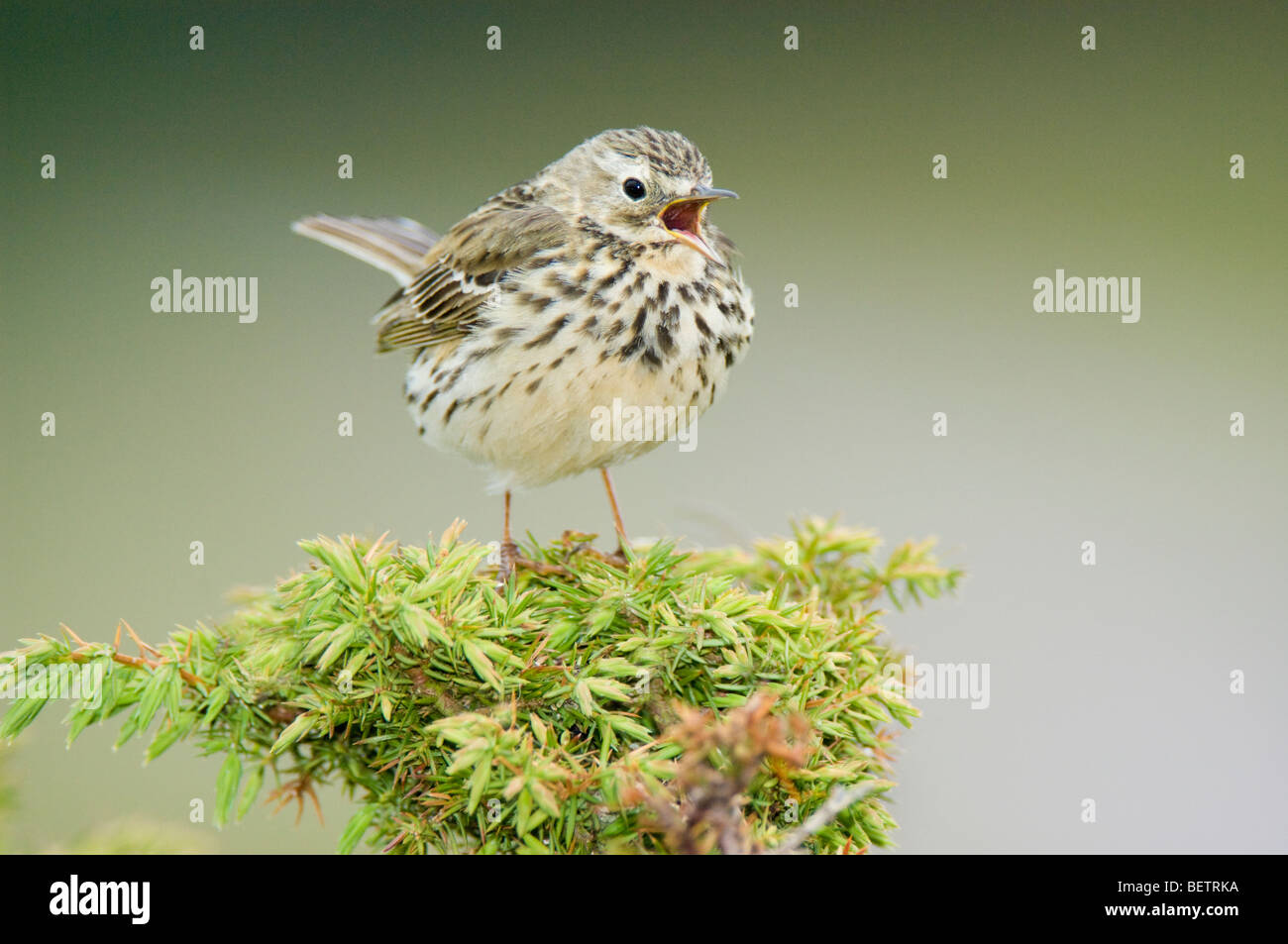 Prato, Pipit Anthus pratensis, adulti arroccato su una boccola di ginepro (Juniperus communis), chiamando. Highlands scozzesi. Foto Stock