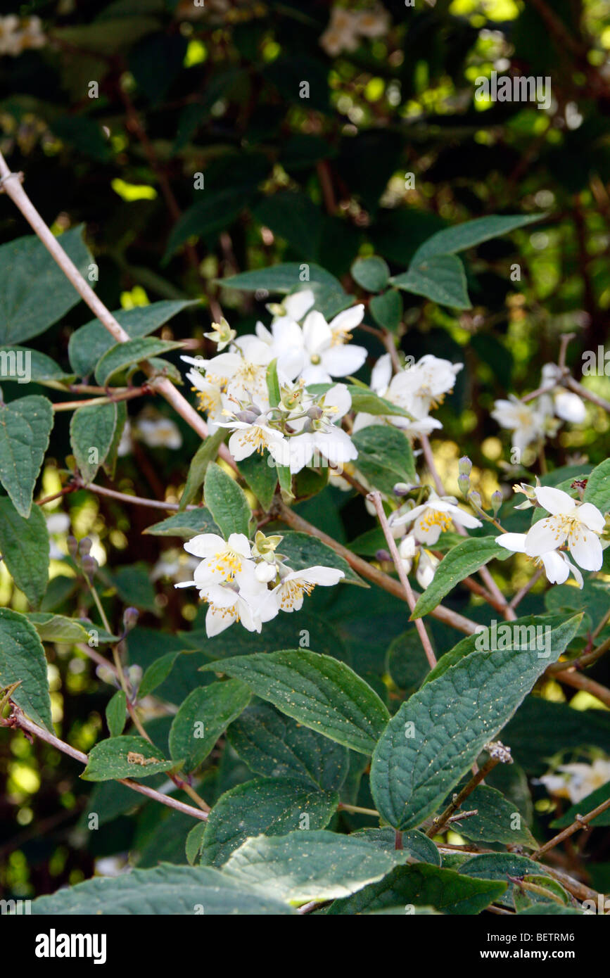 Styrax japonicus 'Rosa carillon' Foto Stock