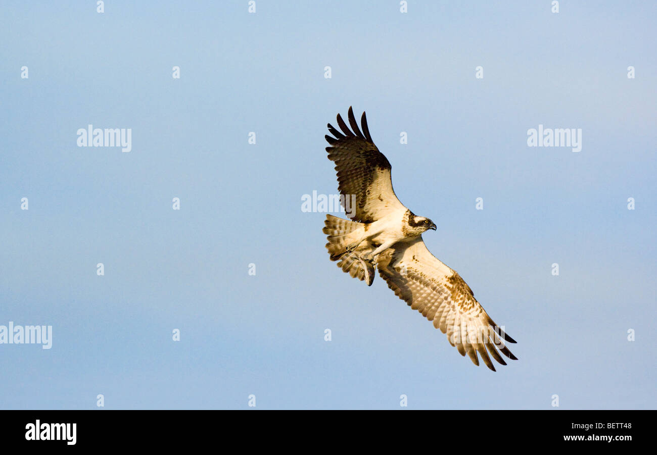 Osprey, Pandion haliaetus, adulti battenti e trasporto di pesci (trota arcobaleno, Oncorhynchus mykiss), Highlands Scozzesi. Foto Stock