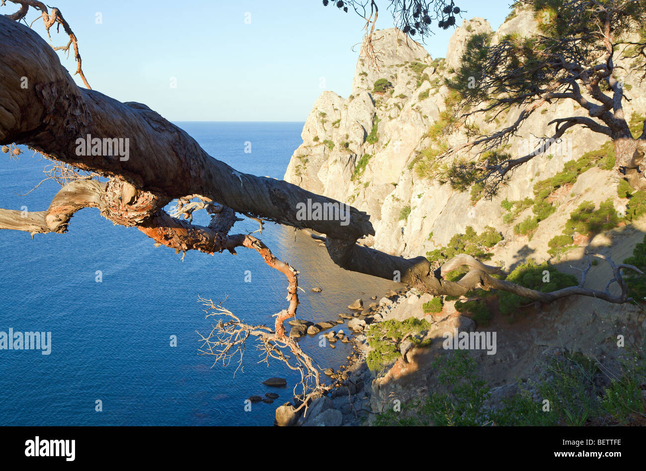 Ginepro appassiti ramo di albero e "Novyj SVIT/ASFI' costa riserva dietro (Crimea, Ucraina). Foto Stock