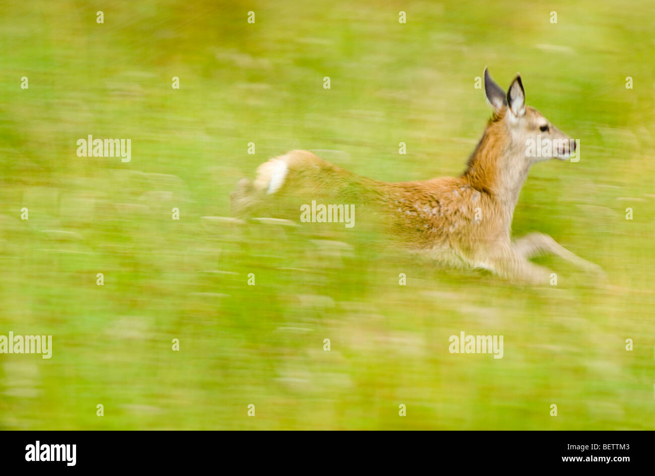Cervi, Cervus elaphus, i giovani vitelli che corre attraverso erba lunga in estate, Highlands Scozzesi. Foto Stock