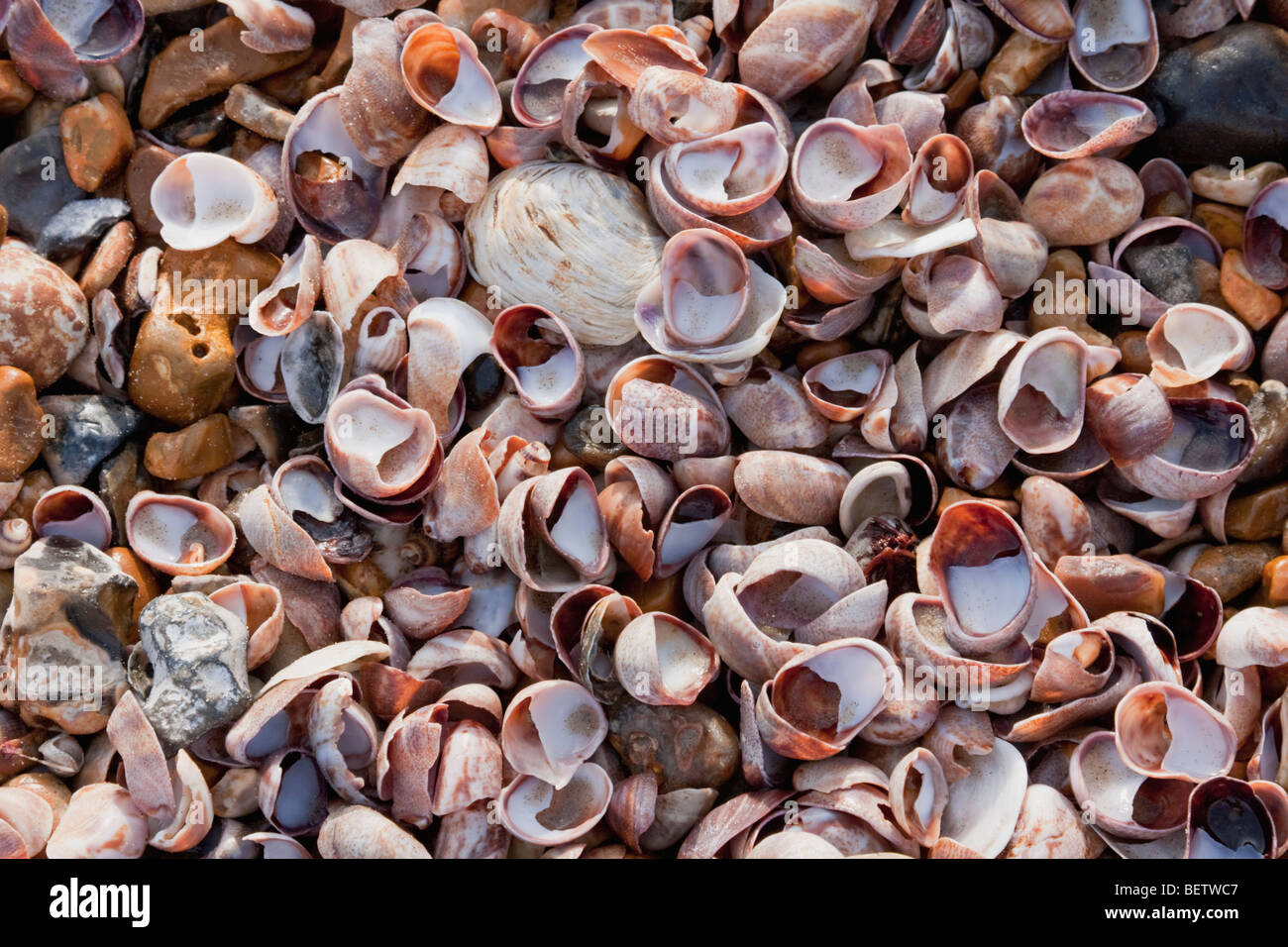 Conchiglie sulla spiaggia a Southsea, England Regno Unito. Foto Stock