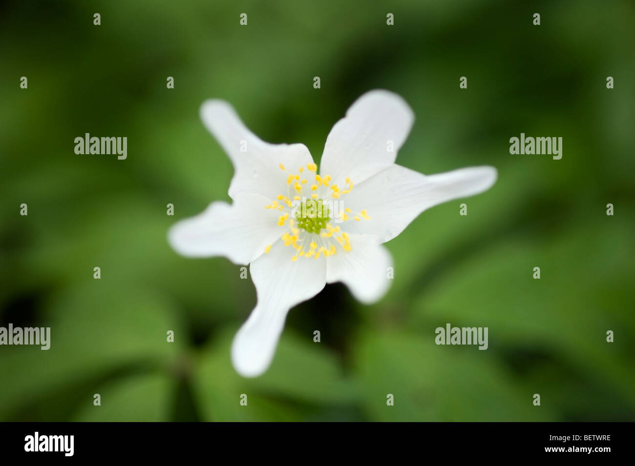 Legno (anemone Anemone nemorosa ,) Foto Stock