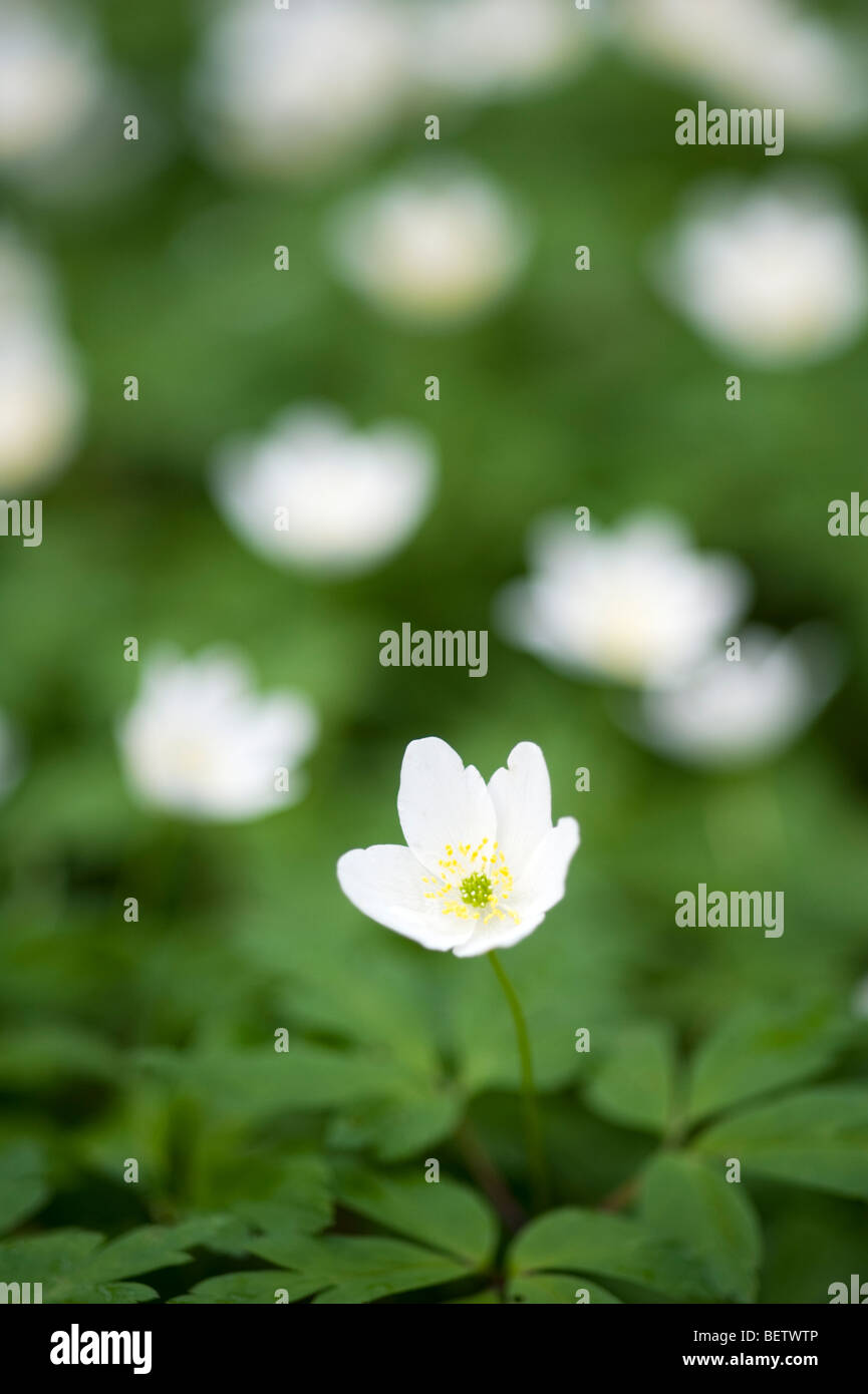 Legno (anemone Anemone nemorosa ,) Foto Stock
