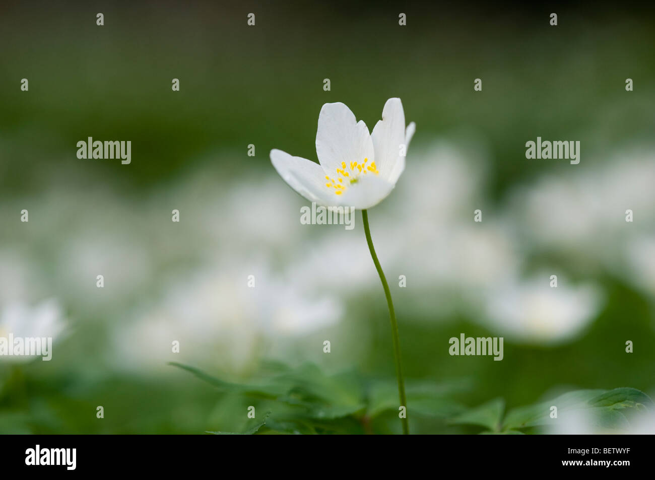 Legno (anemone Anemone nemorosa ,) Foto Stock