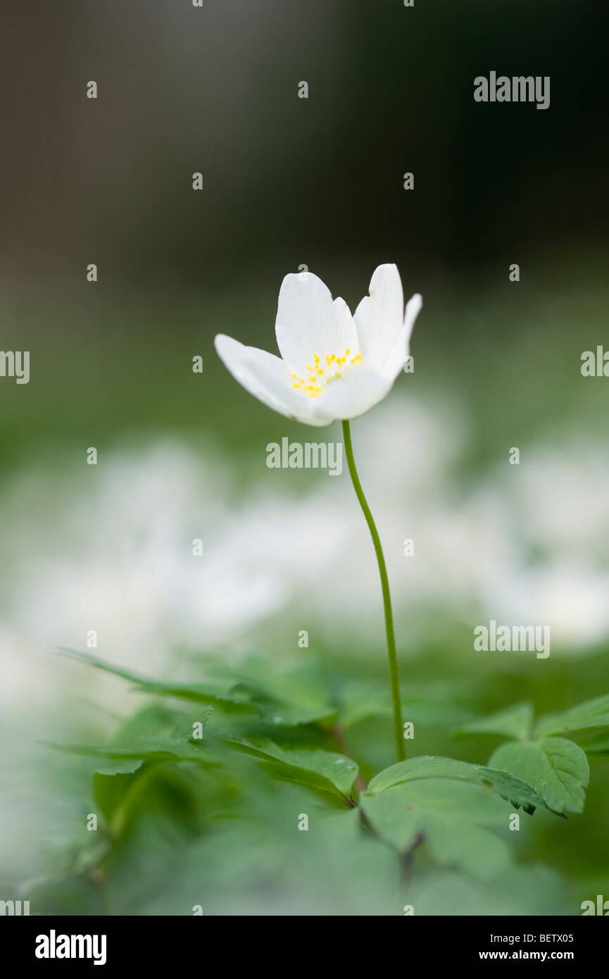 Legno (anemone Anemone nemorosa ,) Foto Stock