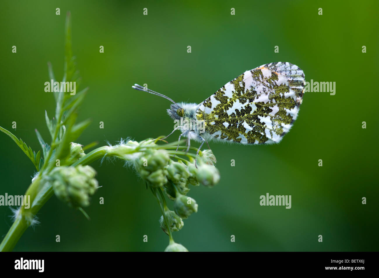 Punta arancione farfalla (Anthocharis cardamines) - maschio Foto Stock