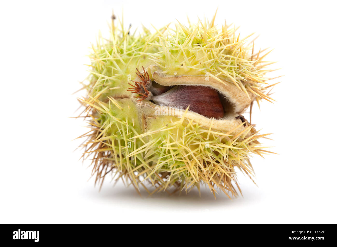 Castanea sativa sweet chestnut frutto in 'spiny cupule' Foto Stock