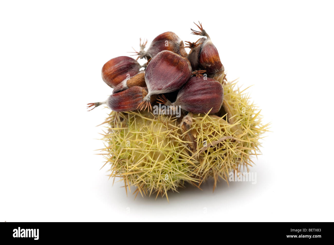 Castanea sativa sweet chestnut frutti in 'spiny cupule' Foto Stock