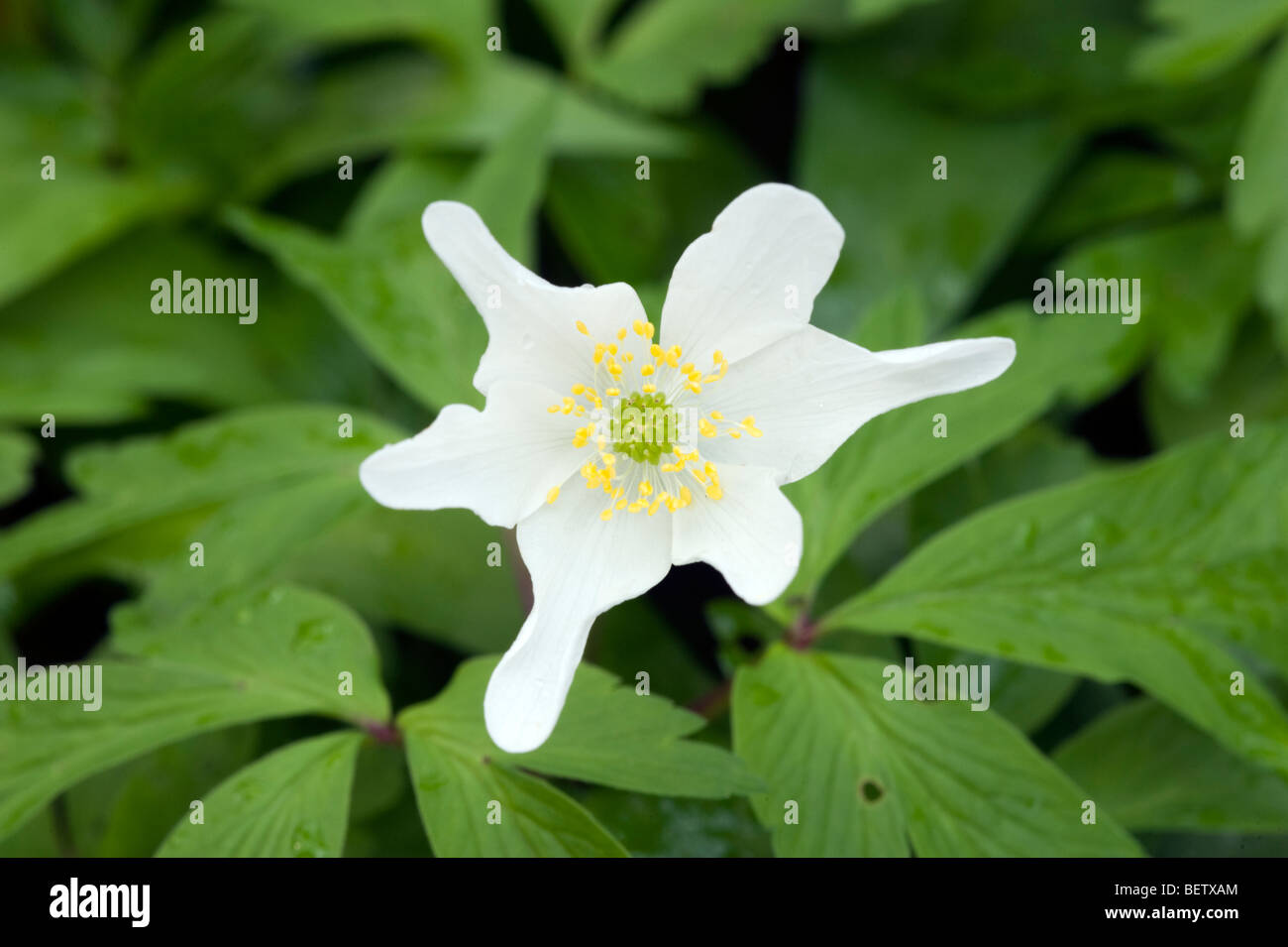 Legno (anemone Anemone nemorosa ,) Foto Stock