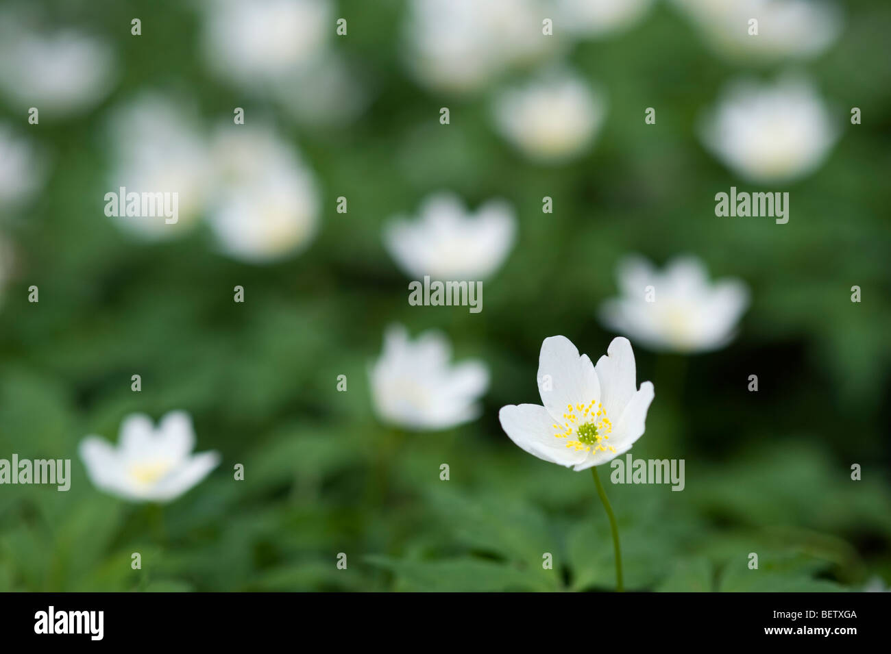 Legno (anemone Anemone nemorosa ,) Foto Stock