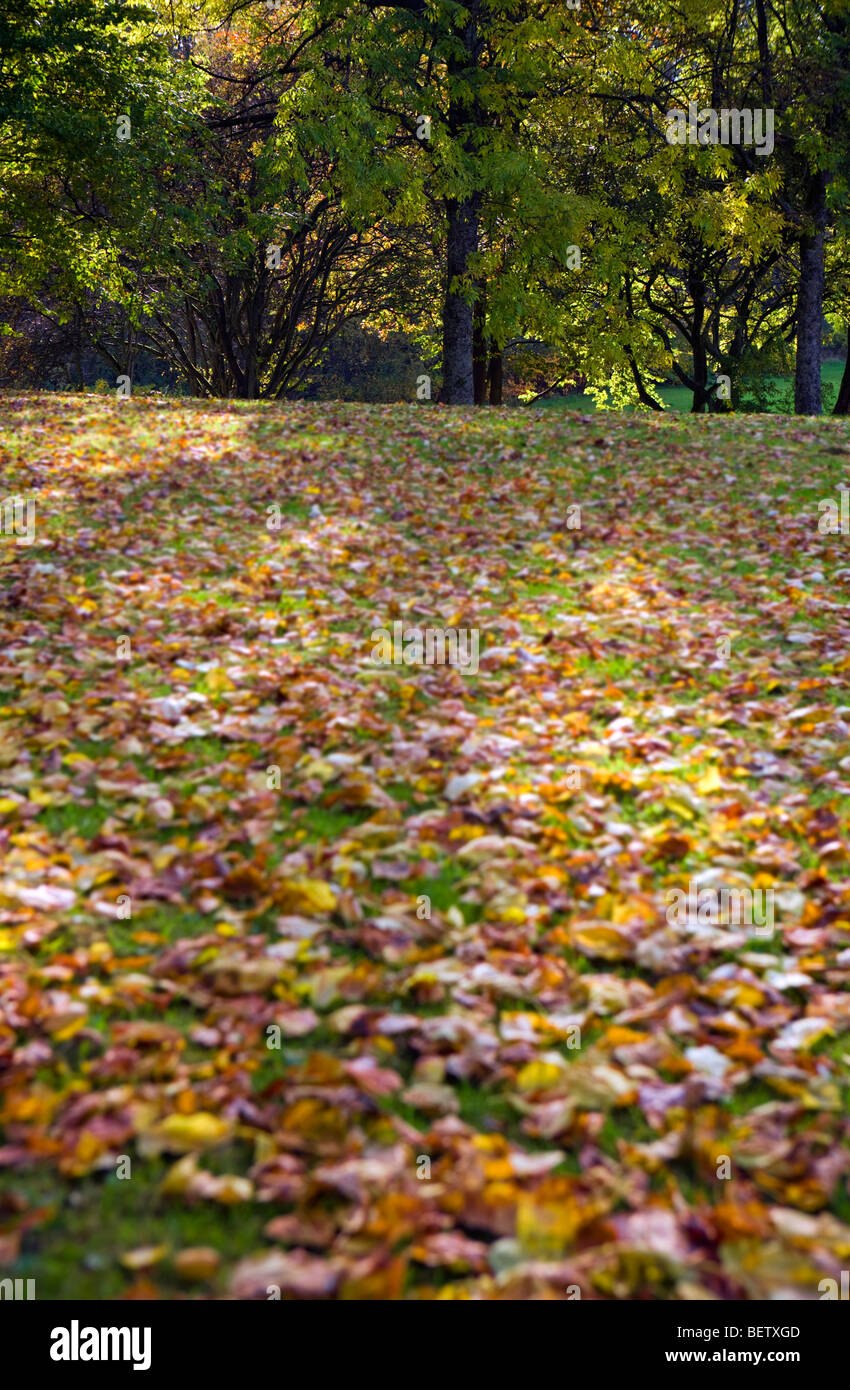 Creative shallow mettere a fuoco l'immagine di alberi in autunno Foto Stock