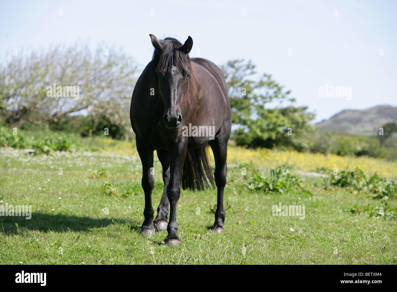 Dark bay cavallo nero in un campo in Galles Foto Stock