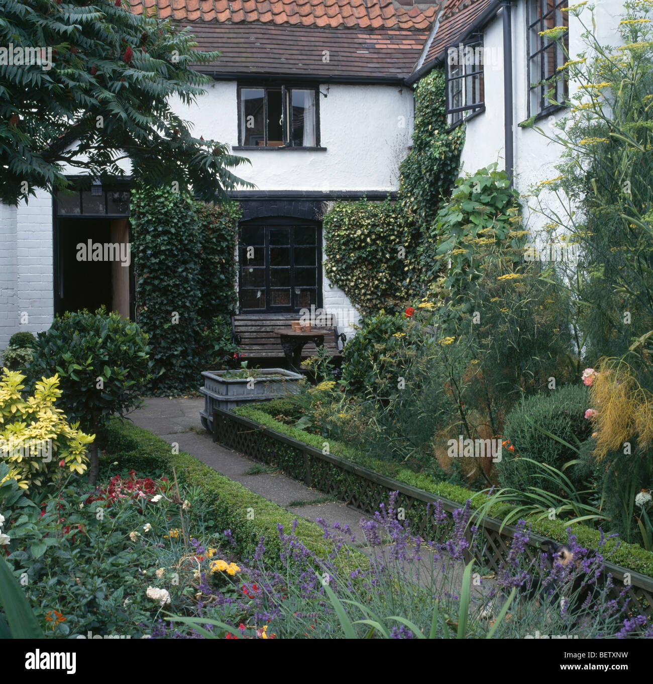 Piccoli arbusti e piante fiorite in letti refilato con basse siepi di bosso su entrambi i lati del percorso nel cortile del bianco nero+cottage Foto Stock