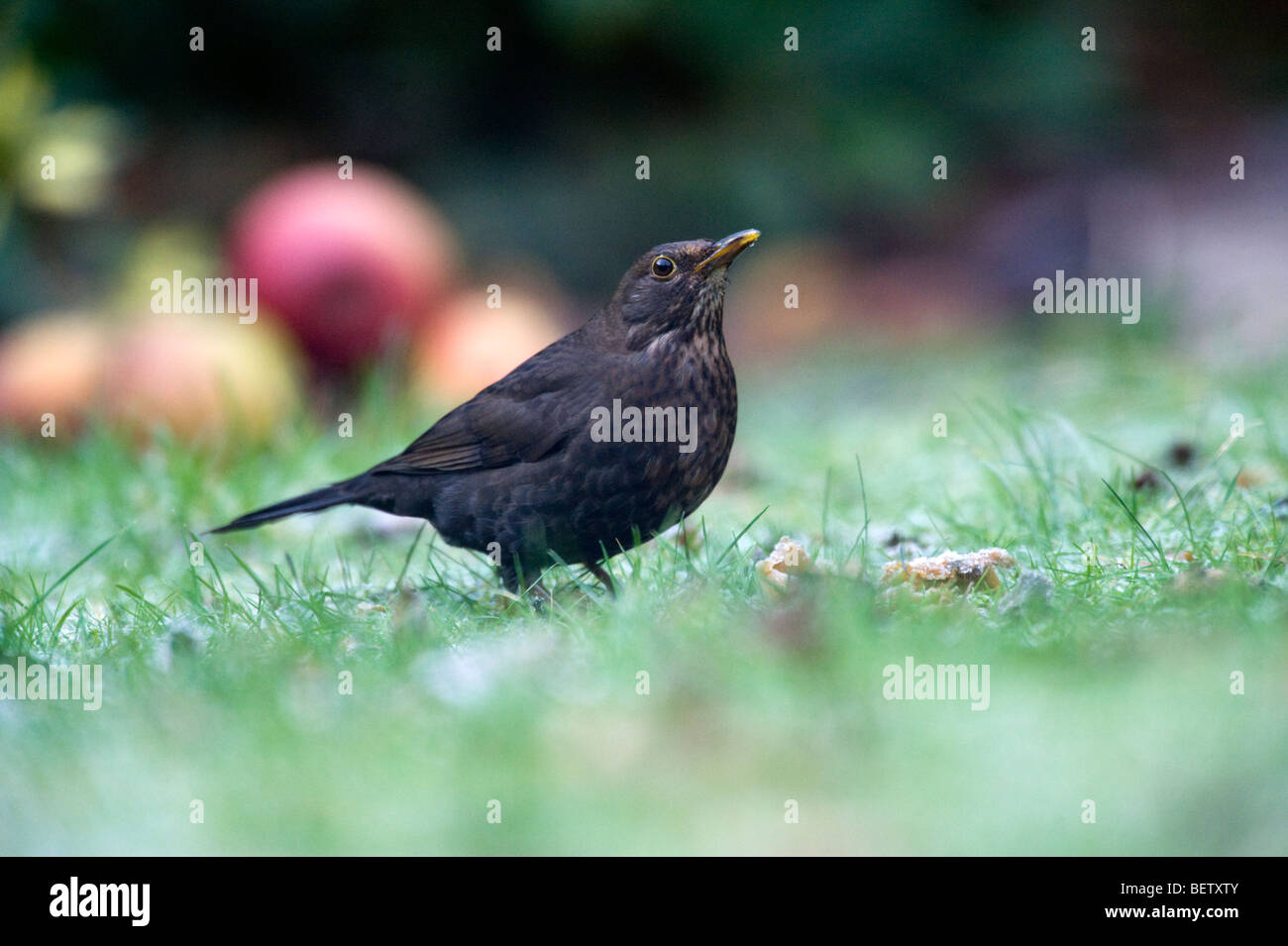 Merlo (Turdus merula) in un giardino Foto Stock