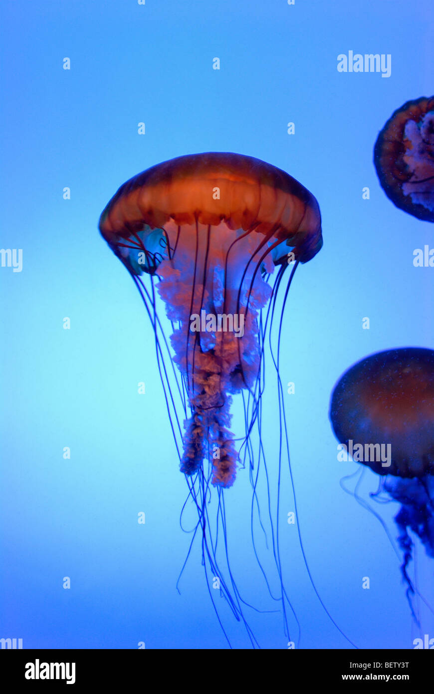 Display di medusa presso il Georgia Aquarium, Atlanta, GA Foto Stock