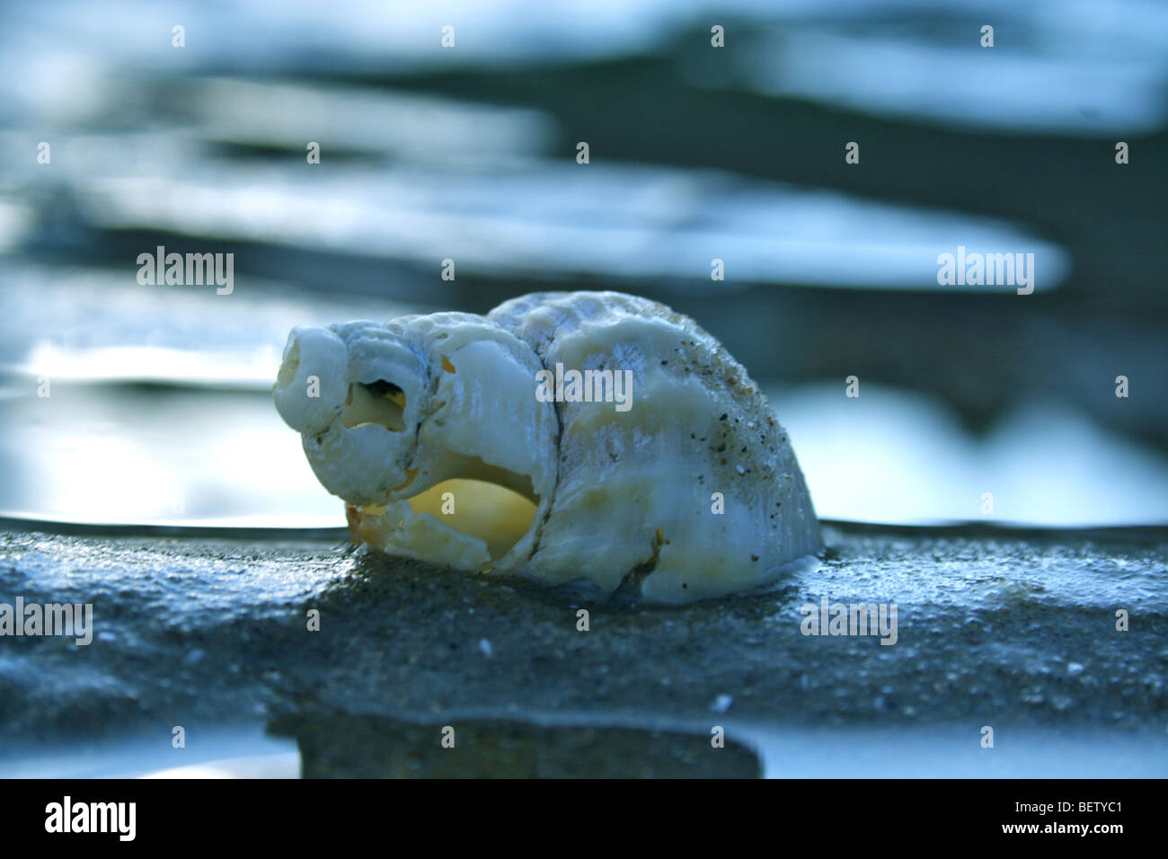 Seashell solitaria in riva al mare Foto Stock