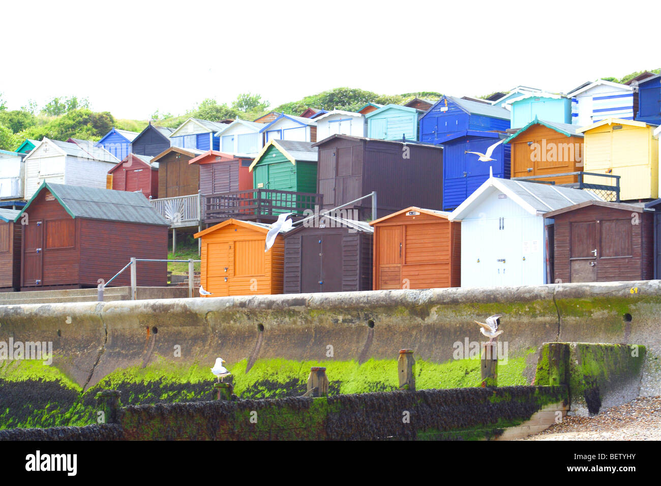 Gabbiani battenti intorno a righe di cabine sulla spiaggia, in un inglese località balneare Foto Stock