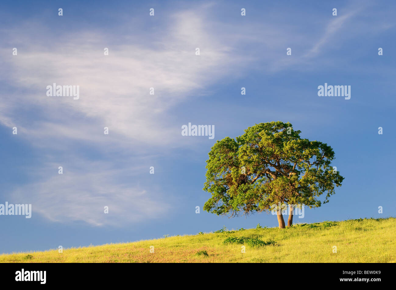 Albero e cloud, San Benito County, California centrale. Foto Stock
