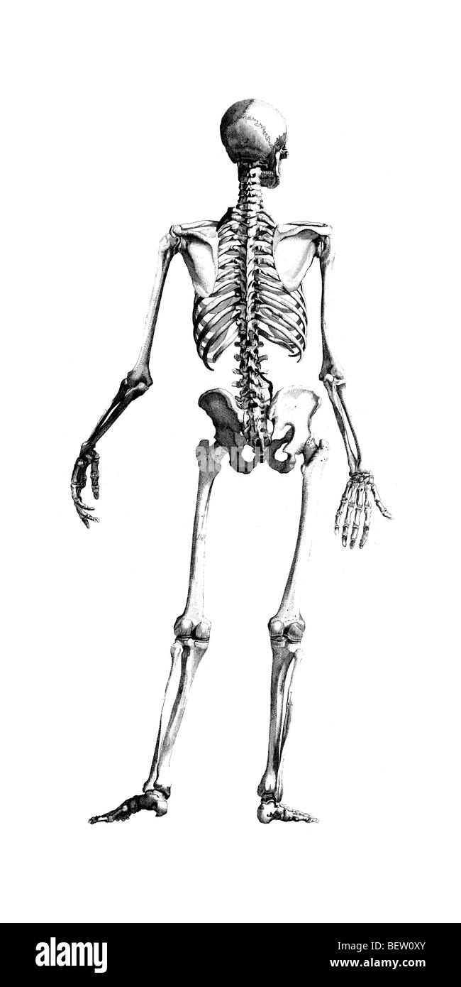Illustrazione dello scheletro umano Foto Stock