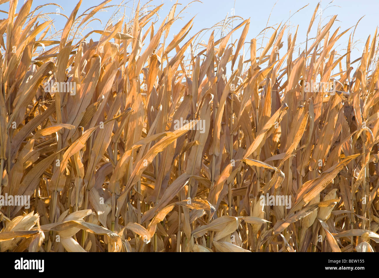 Gli steli secchi del grano in piedi in campo contro un cielo blu. Foto Stock