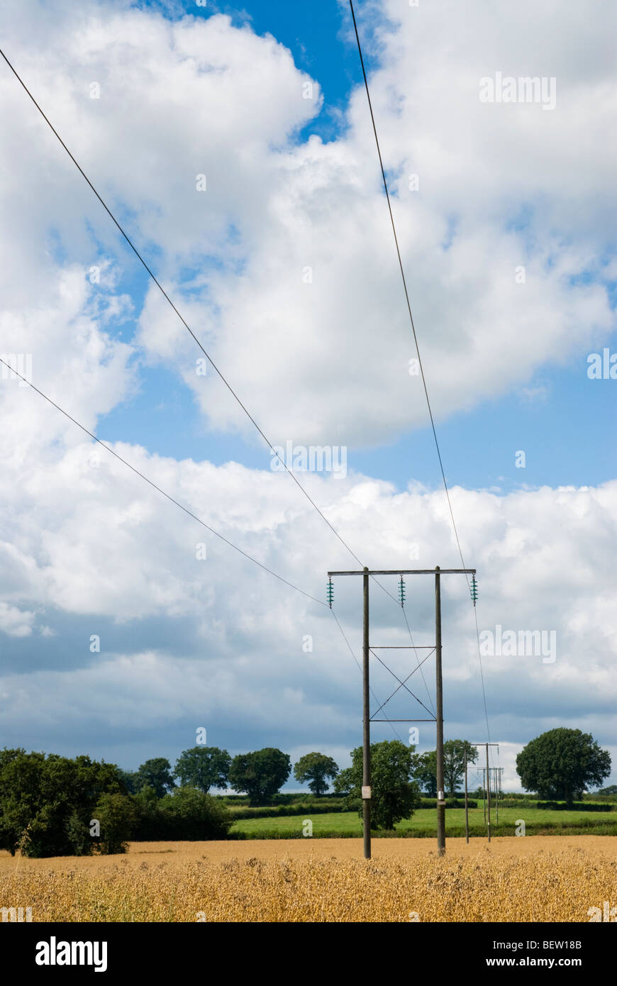 Elettricità traliccio in Herefordshire cornfield Foto Stock