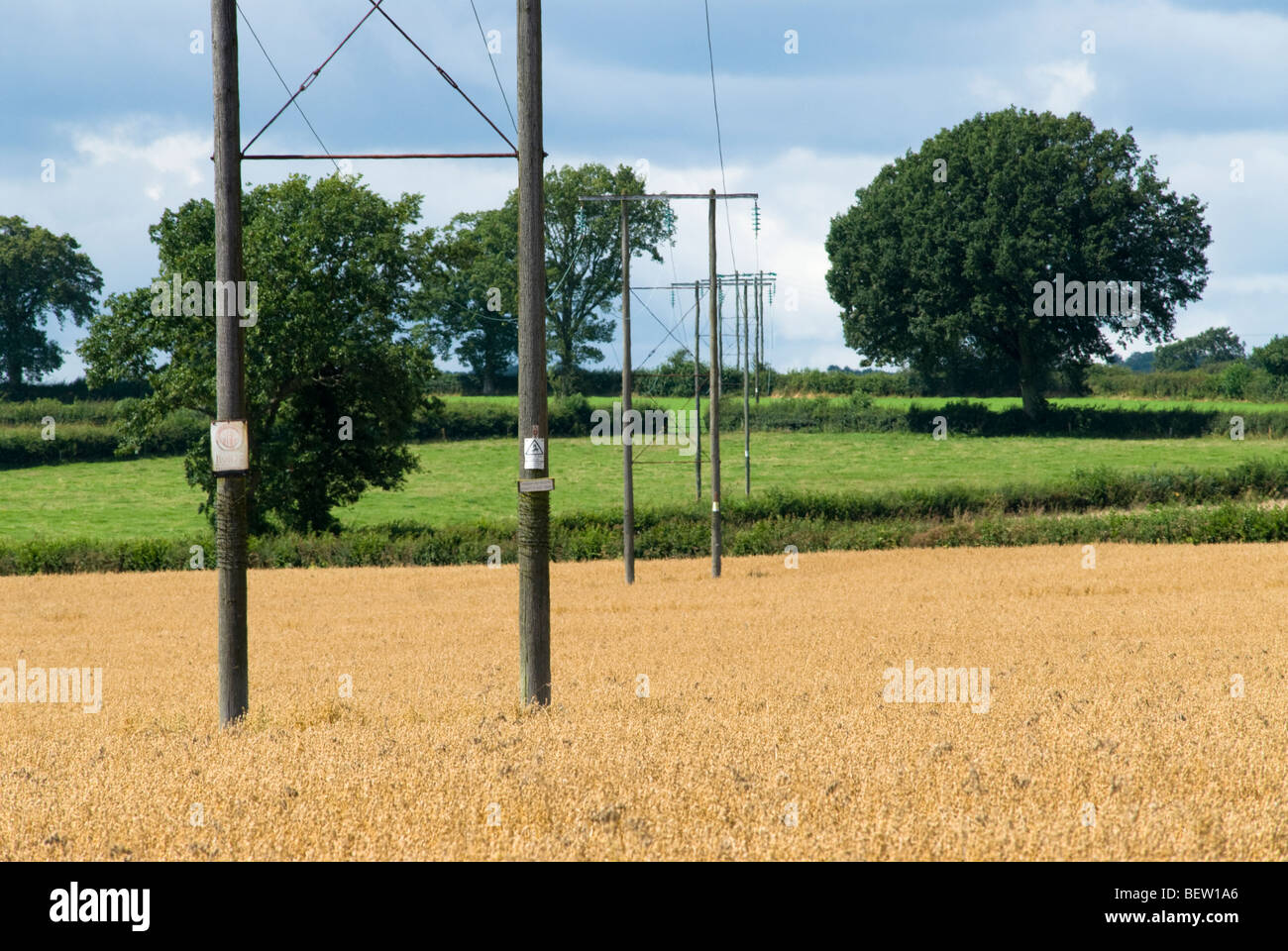 Elettricità traliccio in Herefordshire cornfield Foto Stock