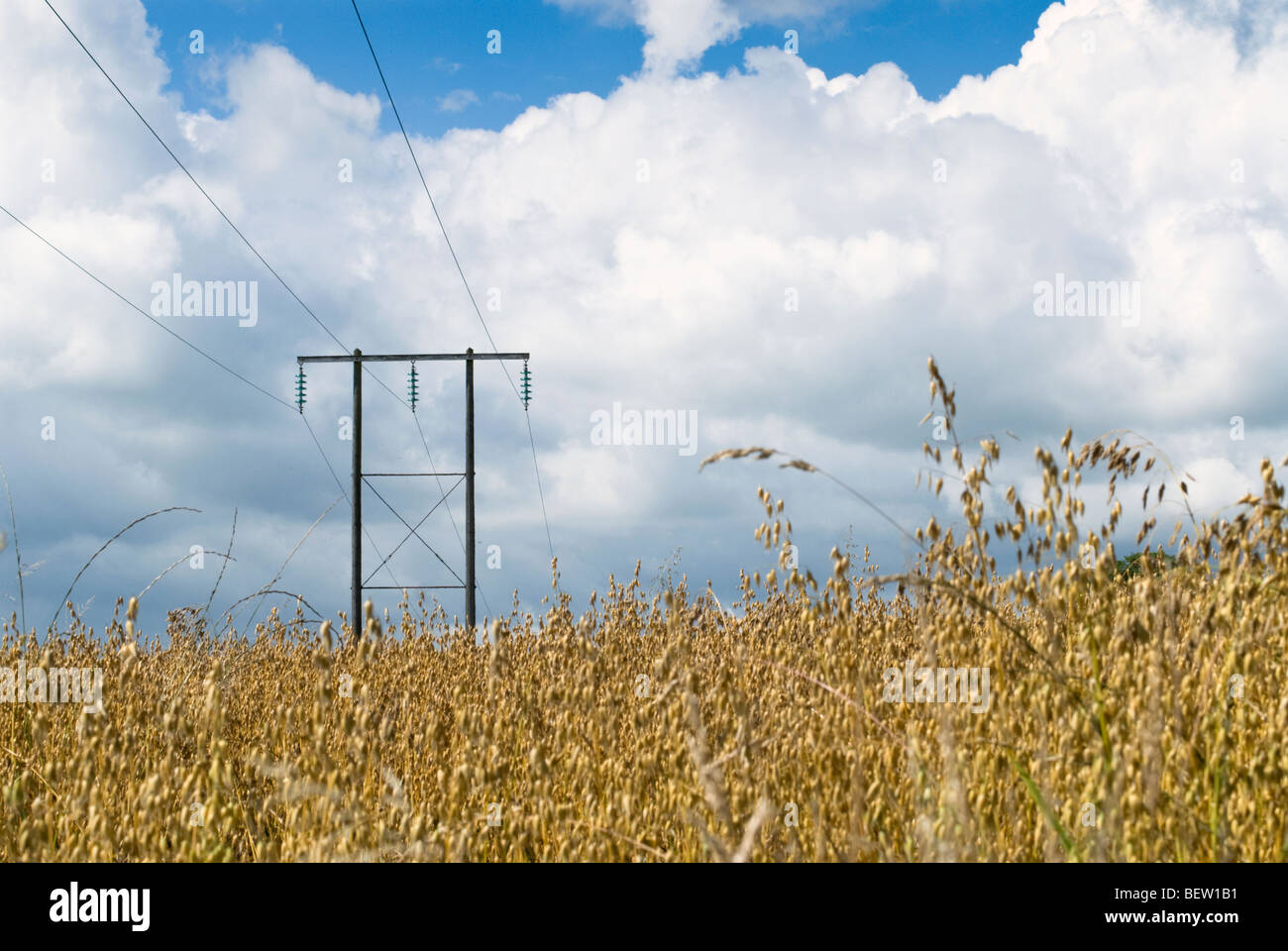 Elettricità traliccio in Herefordshire cornfield Foto Stock