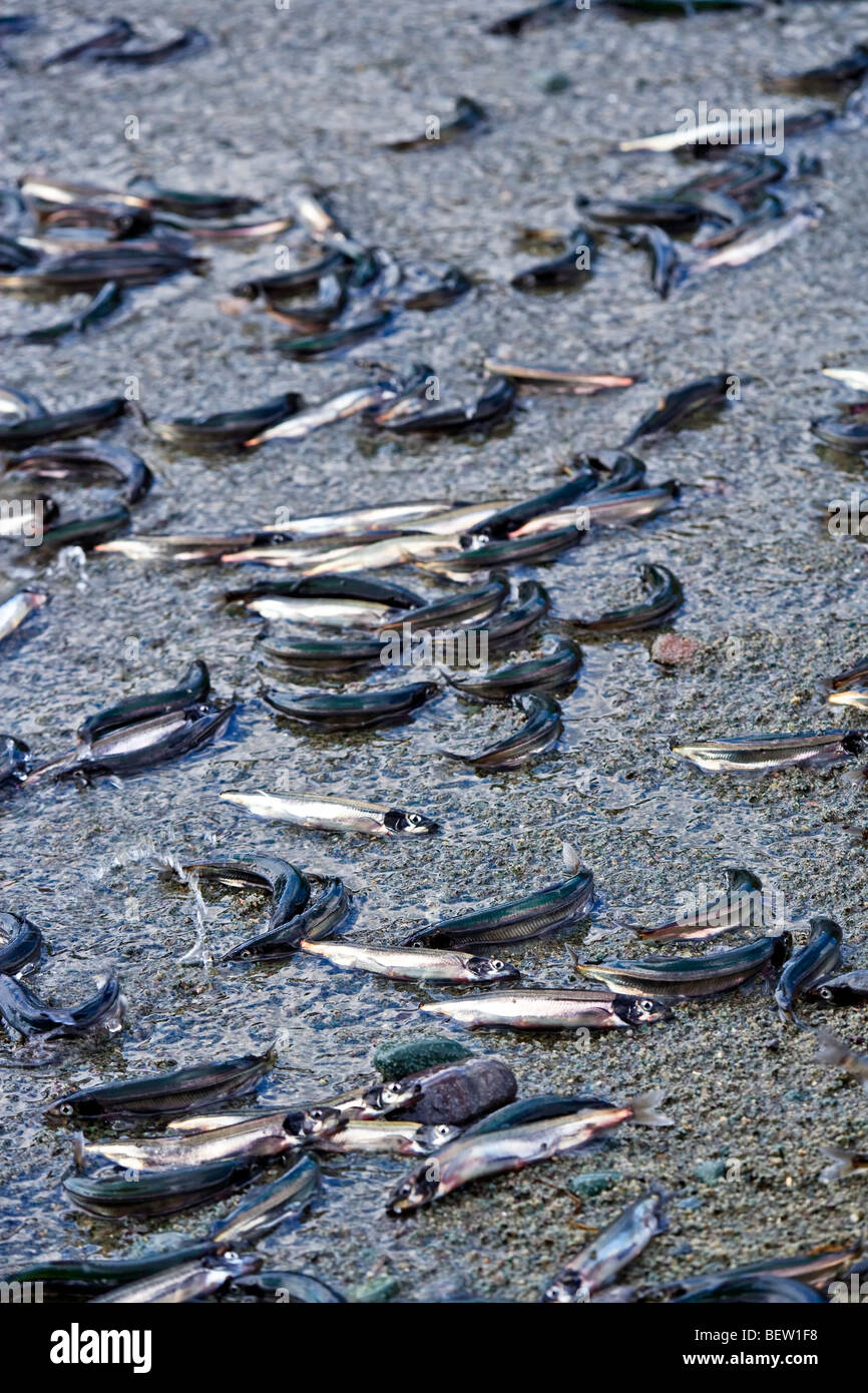 La deposizione delle uova, Capelin Mallotus villosus, su una spiaggia di Admiral's punto, Bonavista Penisola, Trinity Bay, Highway 239, scoperta tra Foto Stock