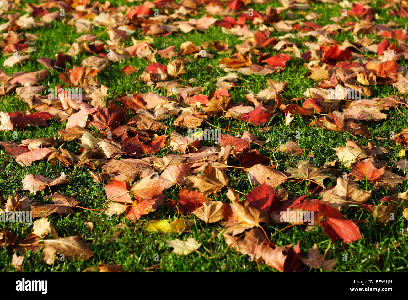 Foglie di autunno sull'erba Foto Stock