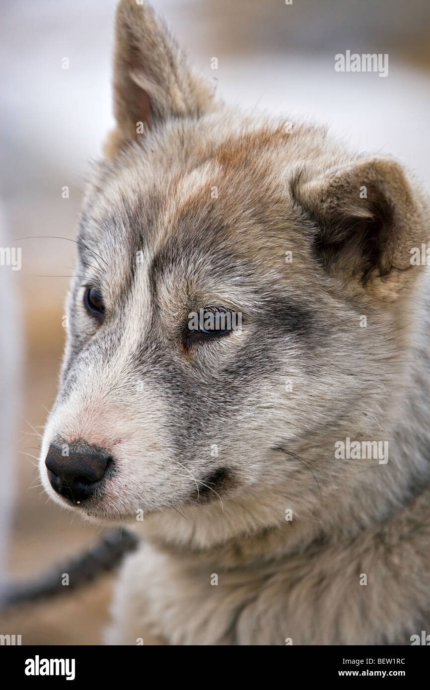 Canadian Eskimo cuccioli di cane, canis familiaris, nella città di Churchill, Manitoba, Canada. Foto Stock