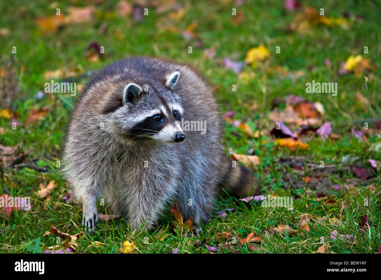 Procione, Procione lotor, al Parc Omega in Montebello, Outaouais, Quebec, Canada. Foto Stock