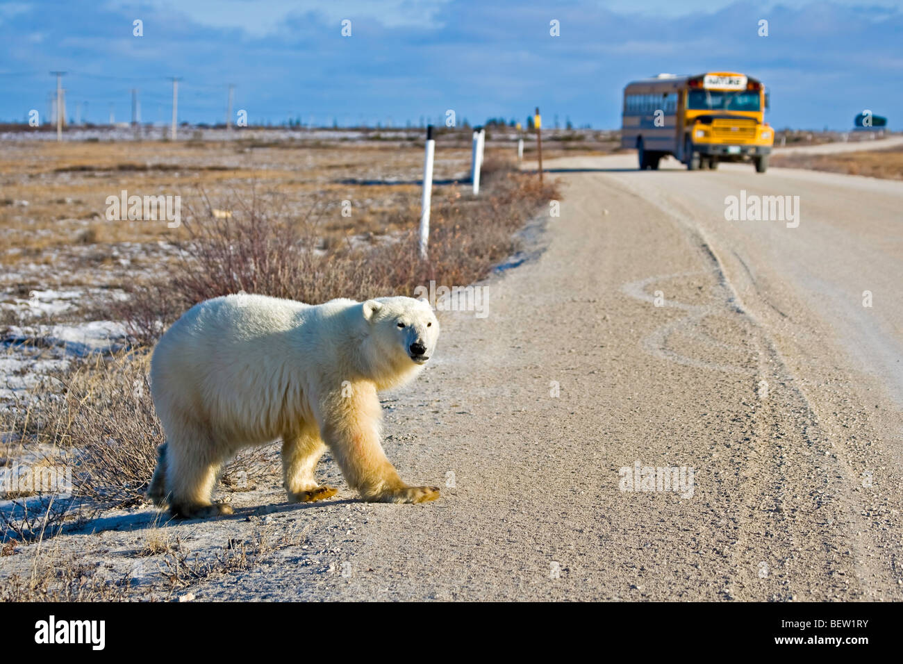 Orso polare, Ursus maritimus, attraversando la strada principale nella parte anteriore di un autobus turistico, Baia di Hudson, Churchill, Manitoba, Canada. Foto Stock