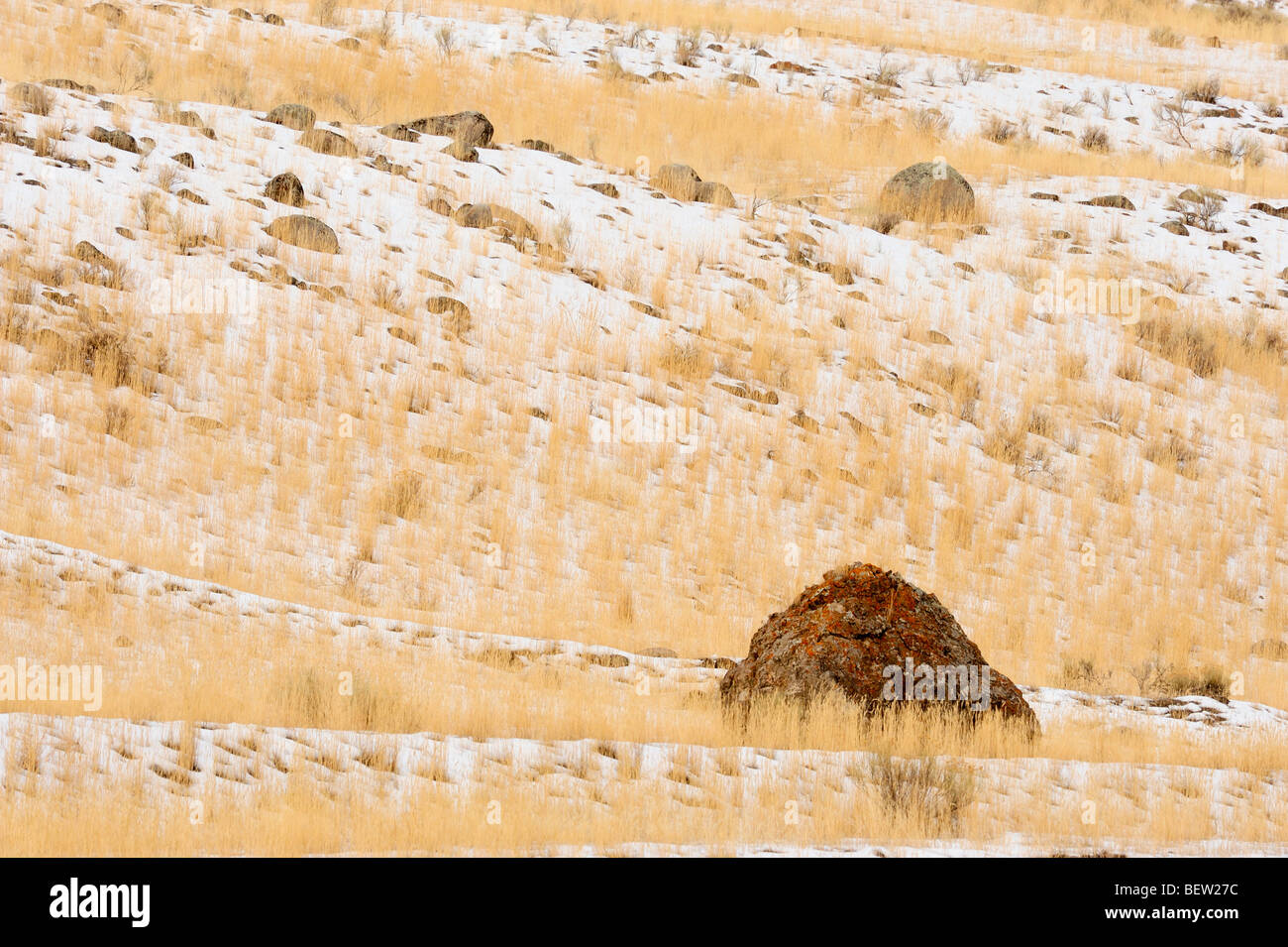 Masso erratico ed erbe in luce neve, Corwin molle, Montana, USA Foto Stock Masso erratico ed erbe in luce neve, Corwin molle, Montana, USA Foto Stock