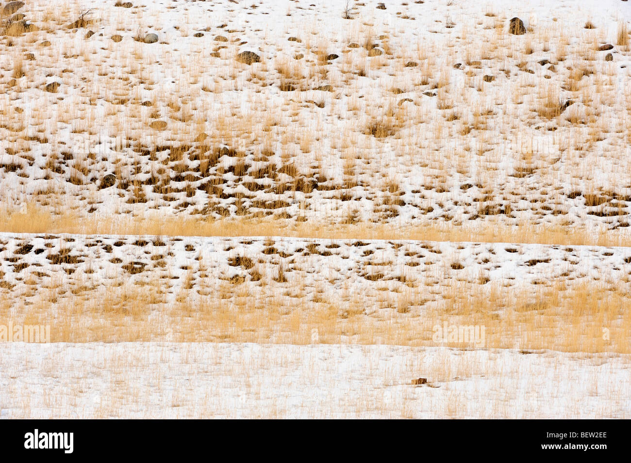 Masso erratico ed erbe in luce neve, Corwin molle, Montana, USA Foto Stock Masso erratico ed erbe in luce neve, Corwin molle, Montana, USA Foto Stock