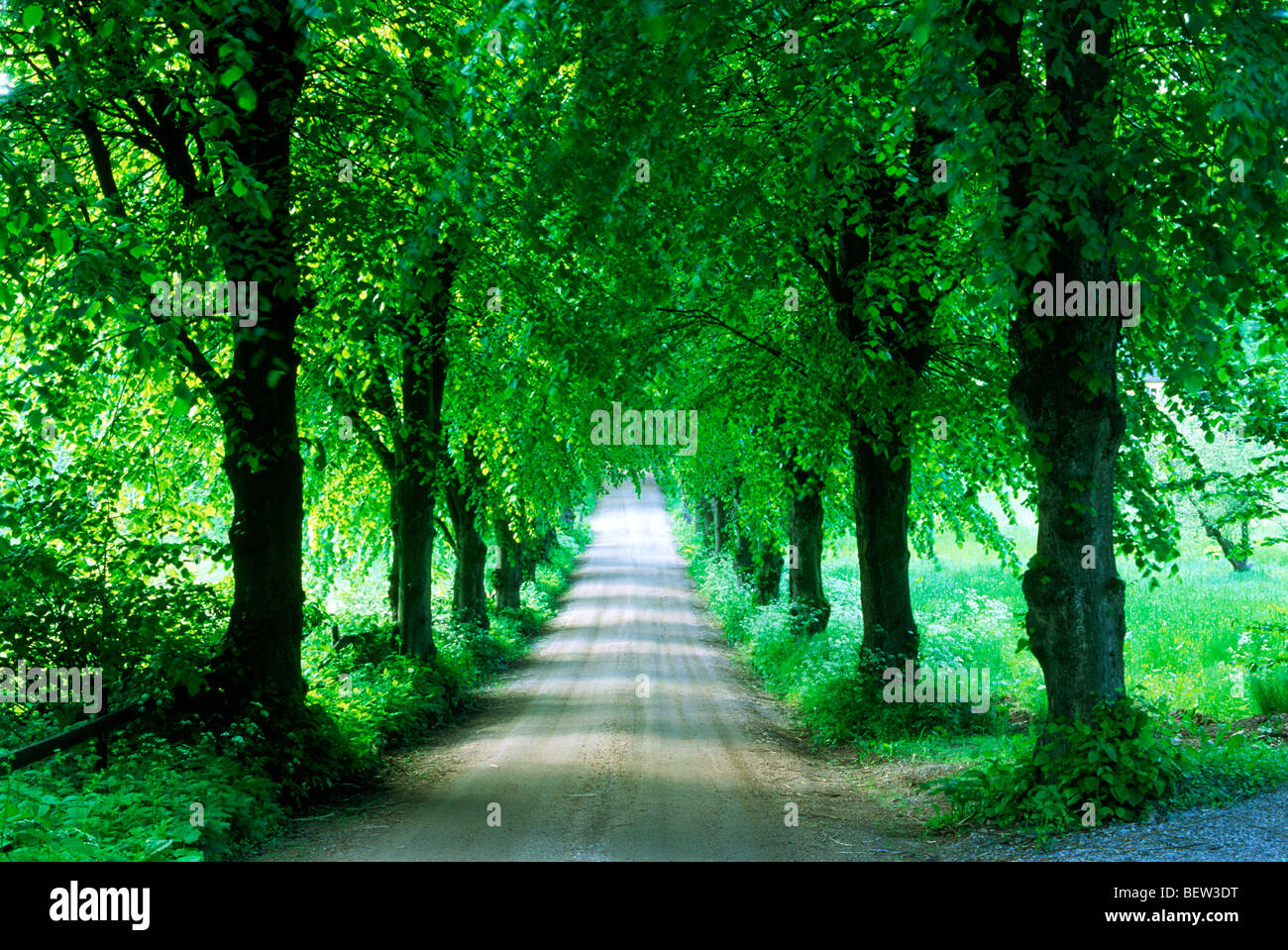 Viale alberato strada di campagna in Svezia Foto Stock