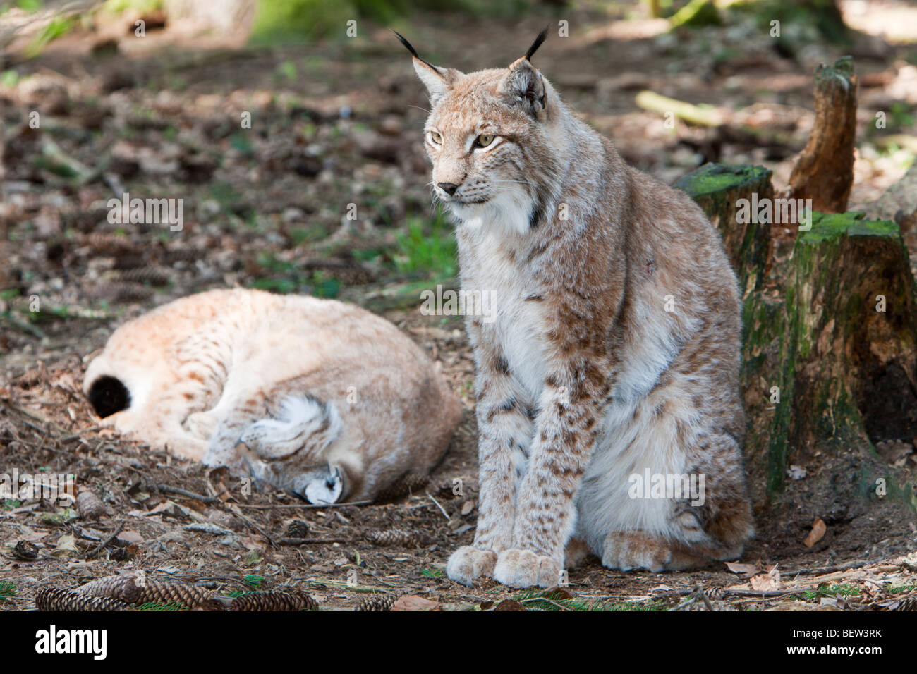 Eurasian, Lynx Lynx lynx, Foresta Bavarese, Germania Foto Stock
