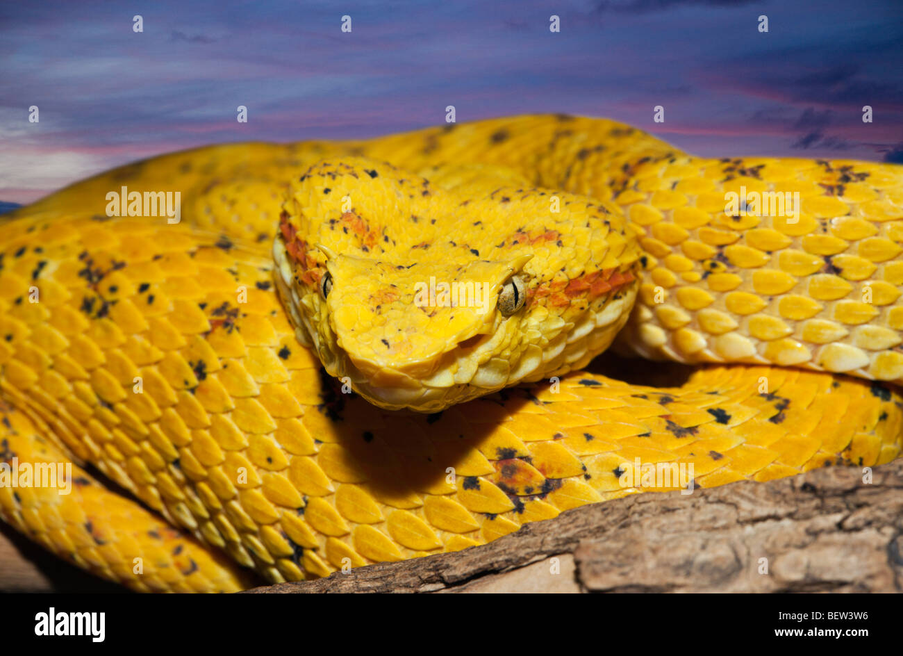 Schlegels Rattlesnakes Bothriechis schlegelii, Messico Foto Stock