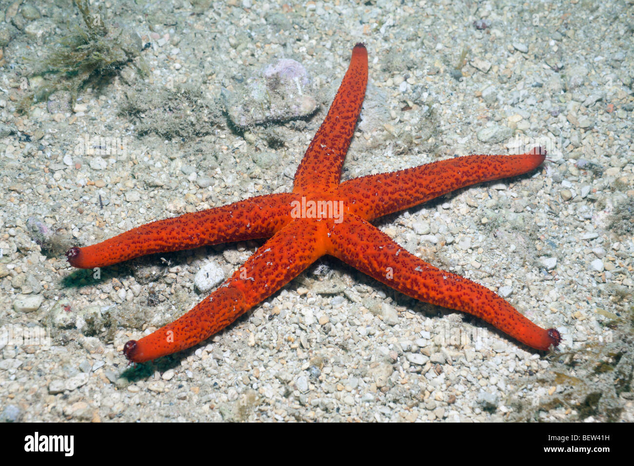 Red Starfish, Echinaster sepositus, Istria, Mare Adriatico, Croazia Foto Stock