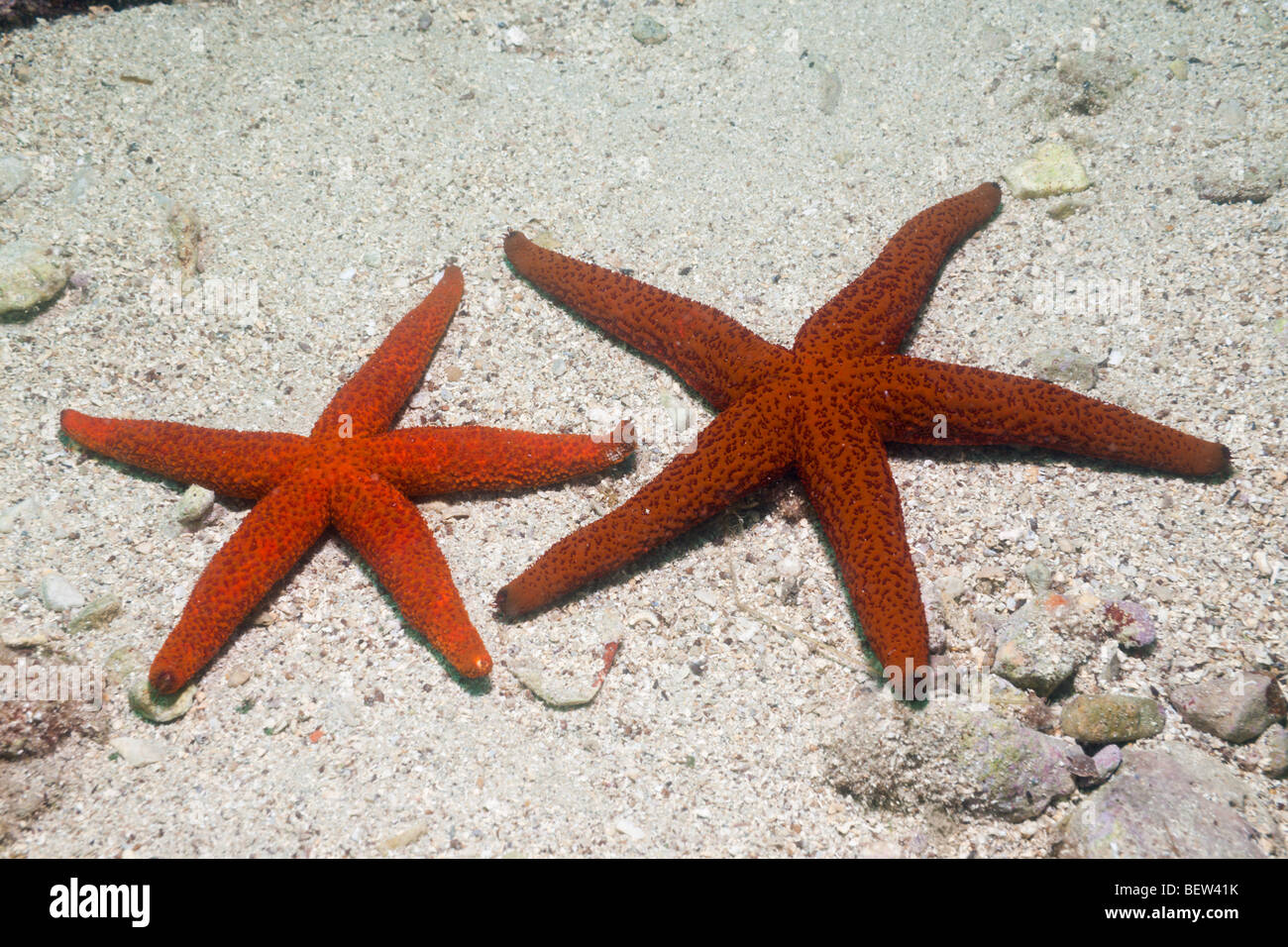 Red Starfish, Echinaster sepositus, Istria, Mare Adriatico, Croazia Foto Stock