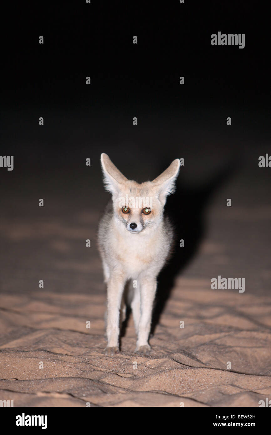 La Volpe del deserto di notte, Vulpes Zerda, Deserto Libico, Egitto Foto Stock