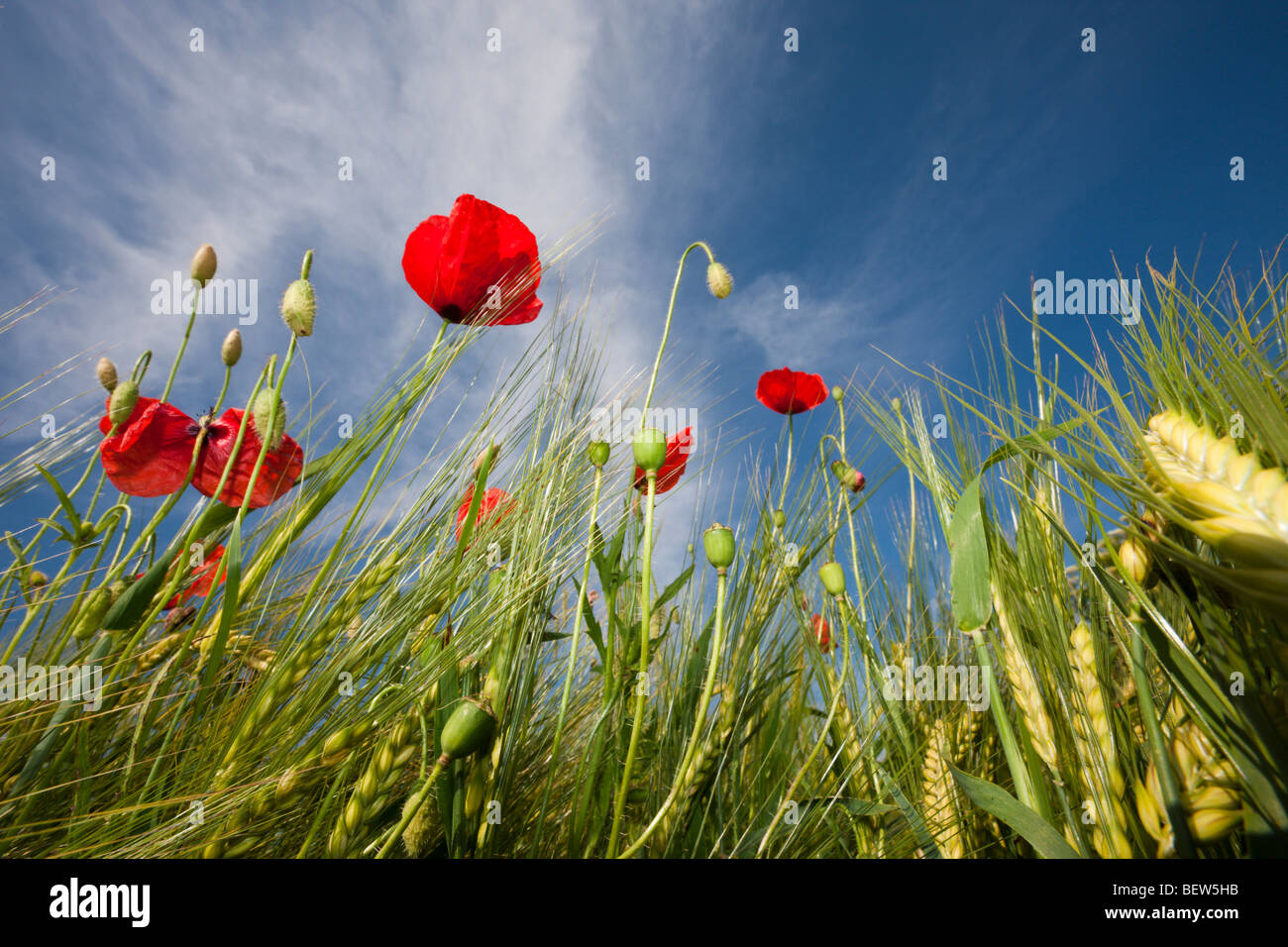 Papavero rosso nel campo di grano, Papaver rhoeas, Monaco di Baviera, Germania Foto Stock