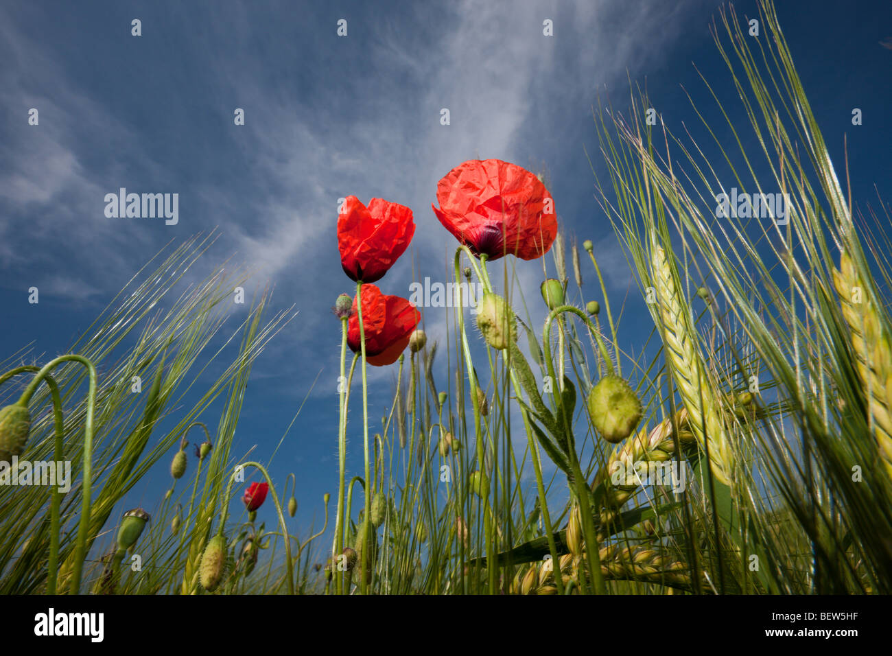Papavero rosso nel campo di grano, Papaver rhoeas, Monaco di Baviera, Germania Foto Stock